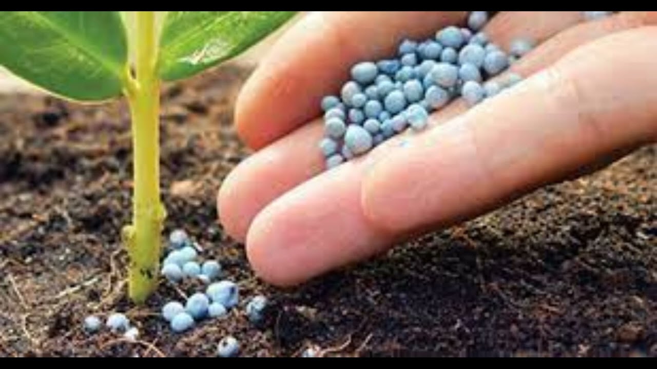 Como REVIVIR una PLANTA con EXCESO de FERTILIZANTE 🥑