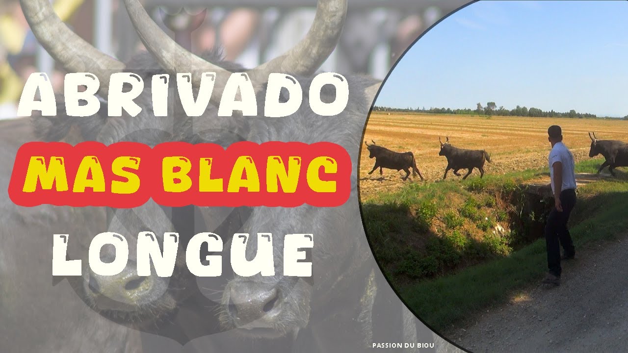 MAS BLANC Abrivado Longue 25-08-2024 🔥