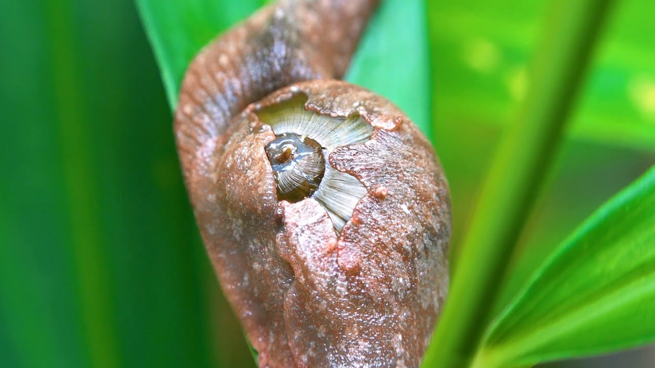 Semi-Slugs | The Half Snail, Half Slug Hybrids