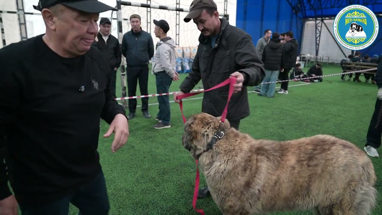 Выставка казахских аборигенных собак. Судья к сожалению судил как заводских.