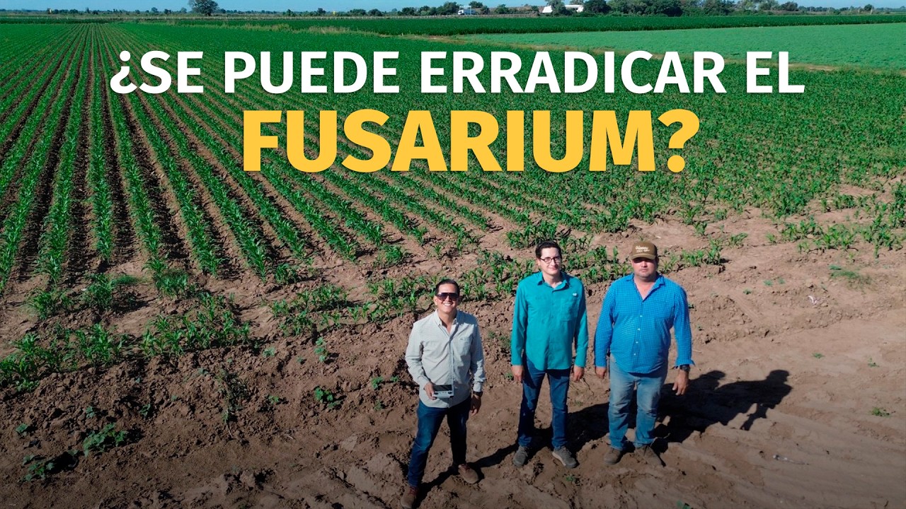 Sesbania antes del maíz: así se combate el fusarium en el Valle del Évora