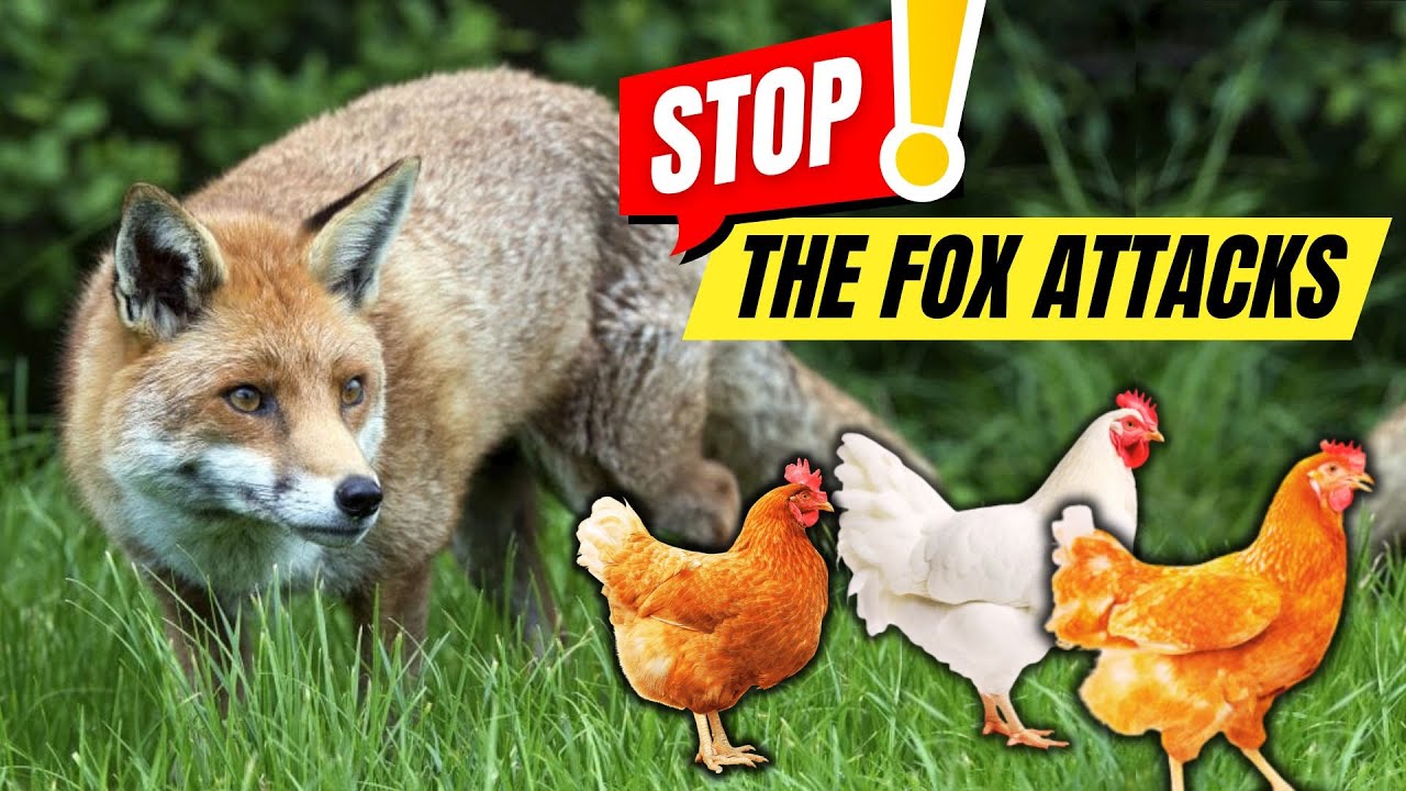How to Keep Foxes Away From Your Chickens 🦊🐓 Proven Methods