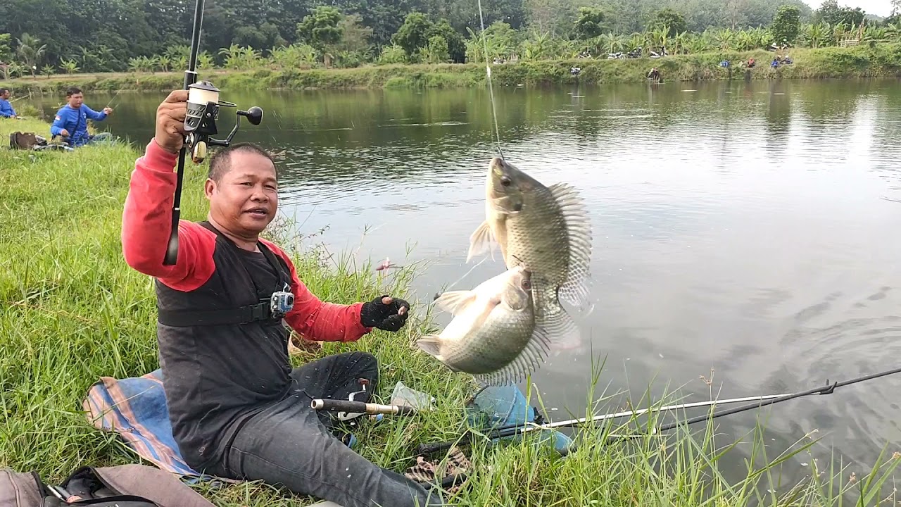 borongan 4,5 JT ikan nila babon di daerah Cinambo hasilnya 35kg...... mantap bukan