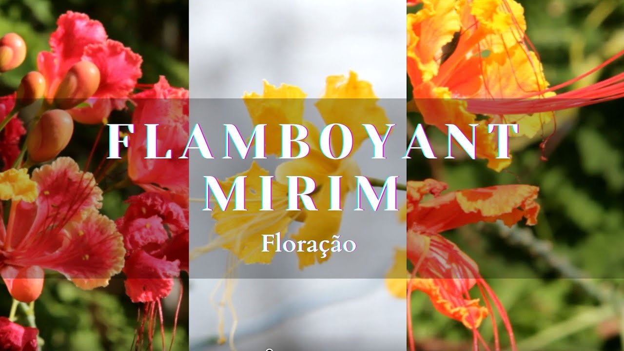 Flamboyant Mirim - Floração das 3 cores | Caesalpinia pulcherrima