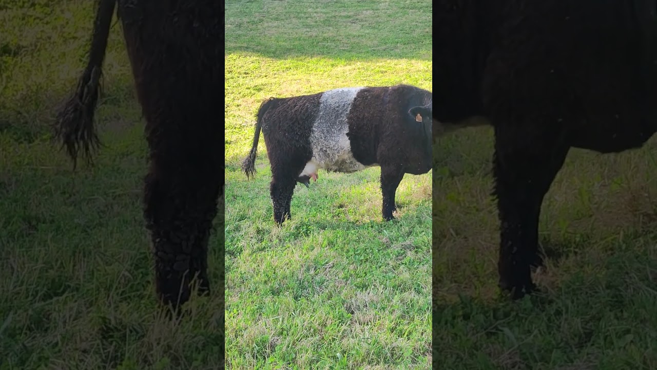 Galloway cow and calf! 🥰🐄🐮