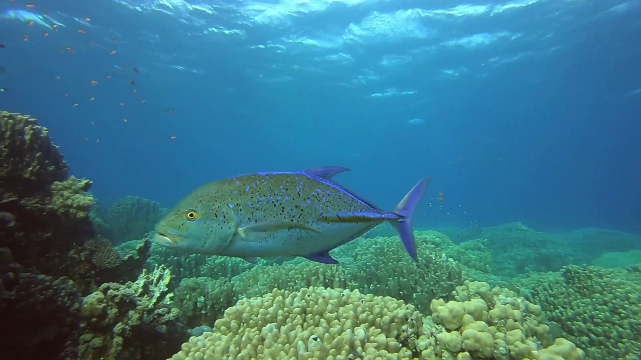Kranas a solt&yacute;ni, trevally and barracuda dive