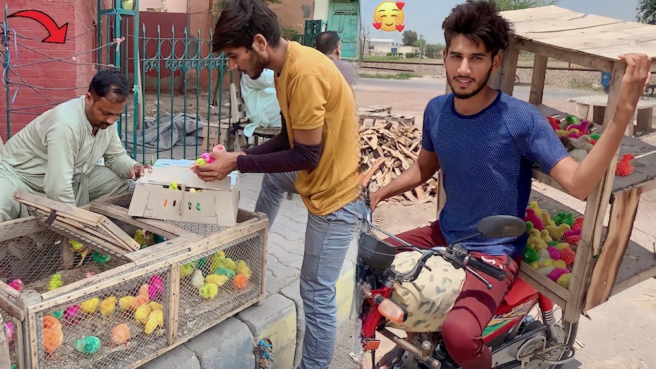Colourful Chicks Ki Pori Shop Hi Buy Kar Li🥰|| Hammad pet house
