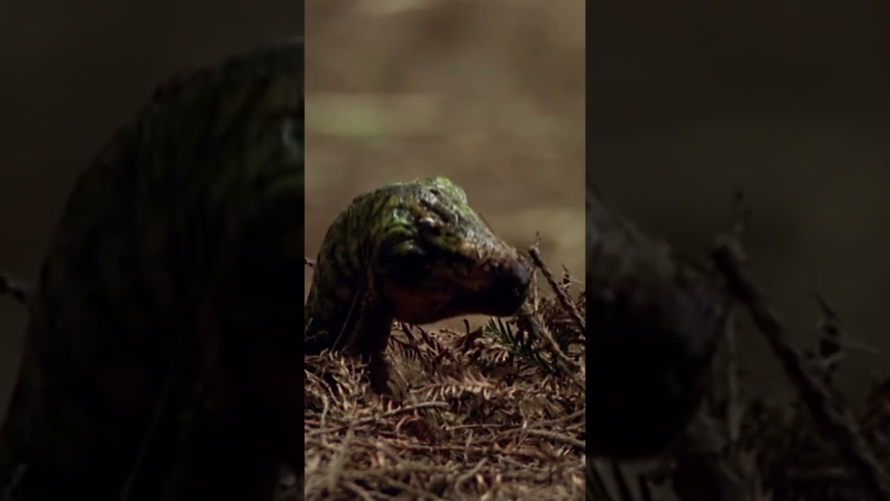 Diplodocus and Dung Beetle | Andy's Dinosaur Adventures | 