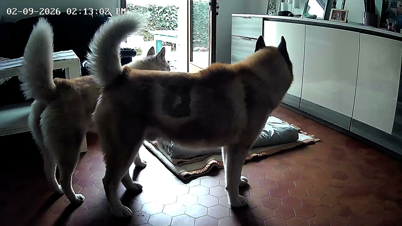 Bagarre entre 2 husky