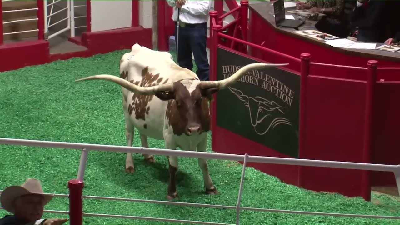 Superior Livestock Auction | Fort Worth Stockyards Longhorn Auction