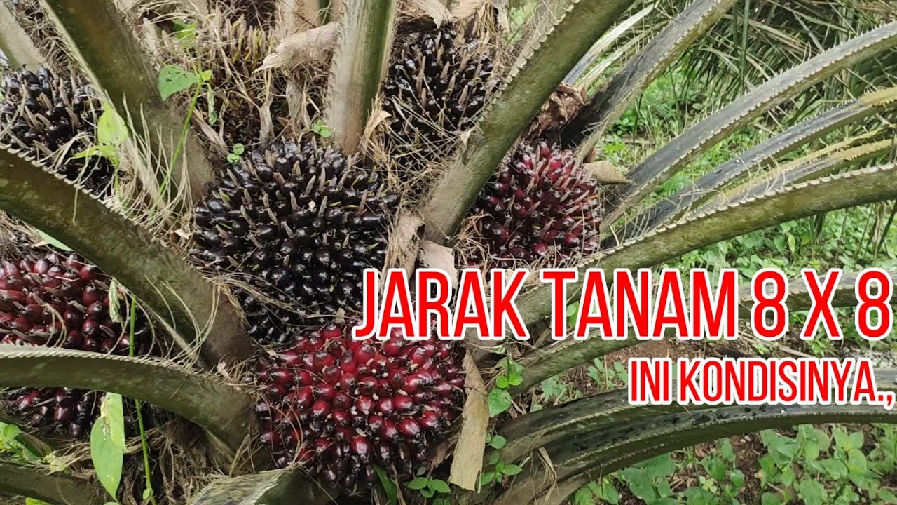 REVIEW PLEPAH PENDEK JARAK TANAM 8 X 8