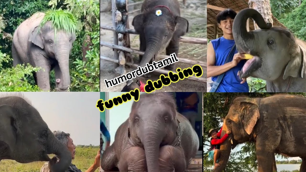யானைகள் அலப்பறைகள் |  Elephant funny videos | funnyanimals | #humordubtamil #comedy #elephant #funny