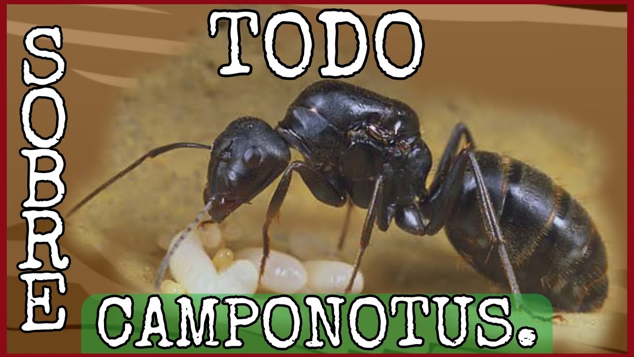 Todo sobre las Hormigas Camponotus.