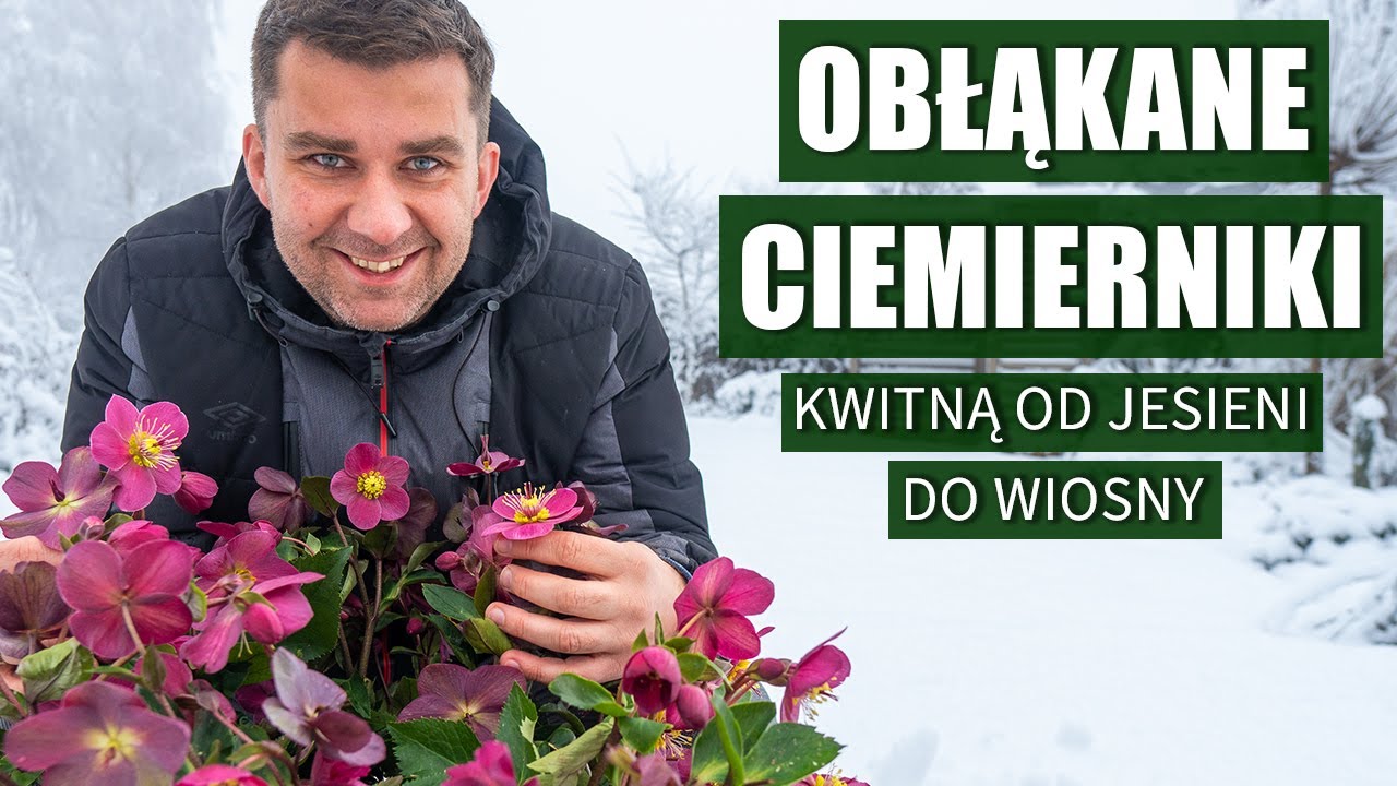 Ciemierniki - jak uprawiać?. Helleborus - wymagania, stanowisko, sadzenie. Co zrobić jak przekwitnie