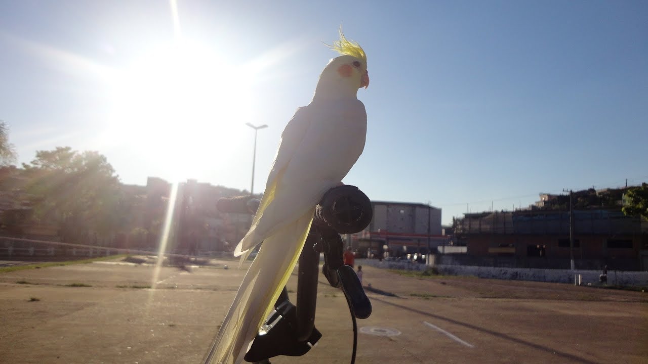 CALOPSITA NO BANHO DE SOL NO INVERNO
