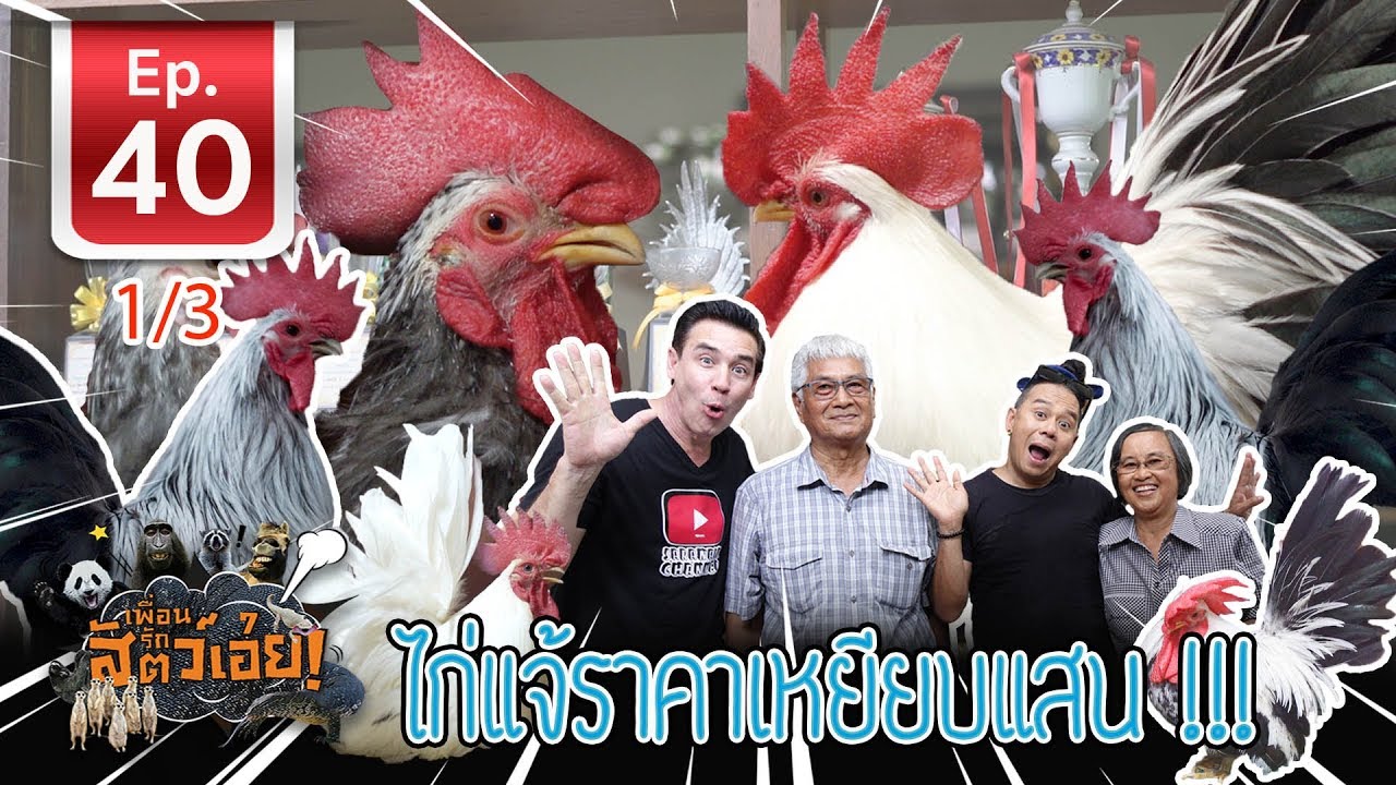 Bantam chickens Farm ไก่แจ้สวยงาม - เ​พื่อนรักสัตว์เอ๊ย EP.40 (1/3)