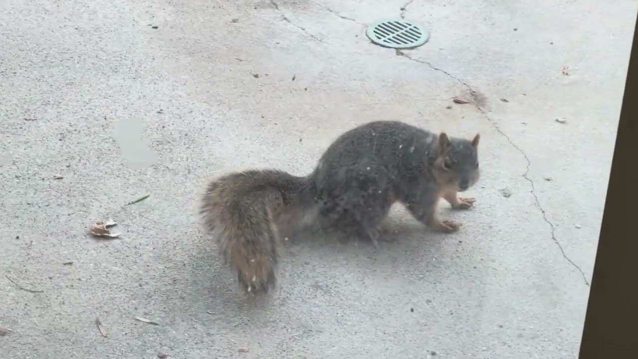 Squirrel Watching 