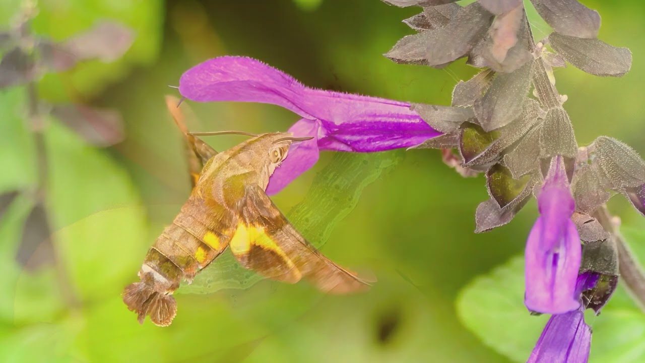 Panasonic Lumix FZ10002 Macro Photographs of Flowers and Insects