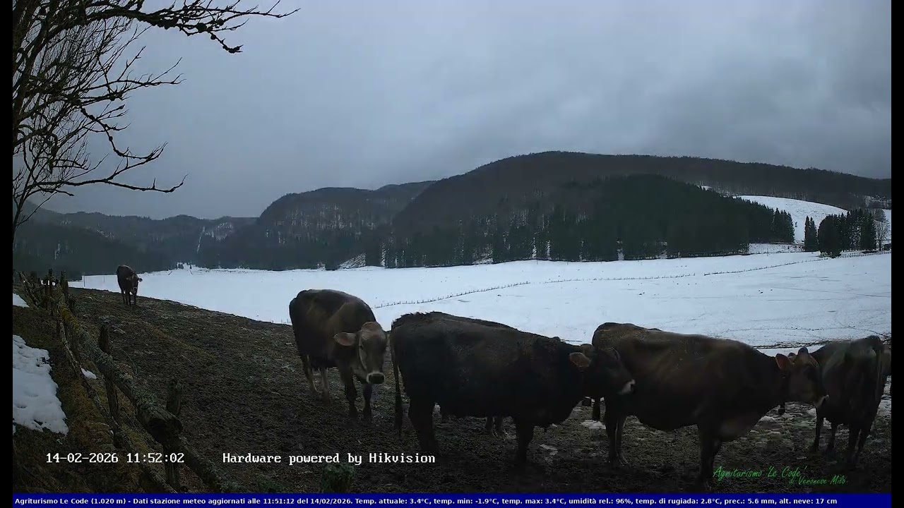 2026-02-14 Webcam Cansiglio - verso la piana dei 