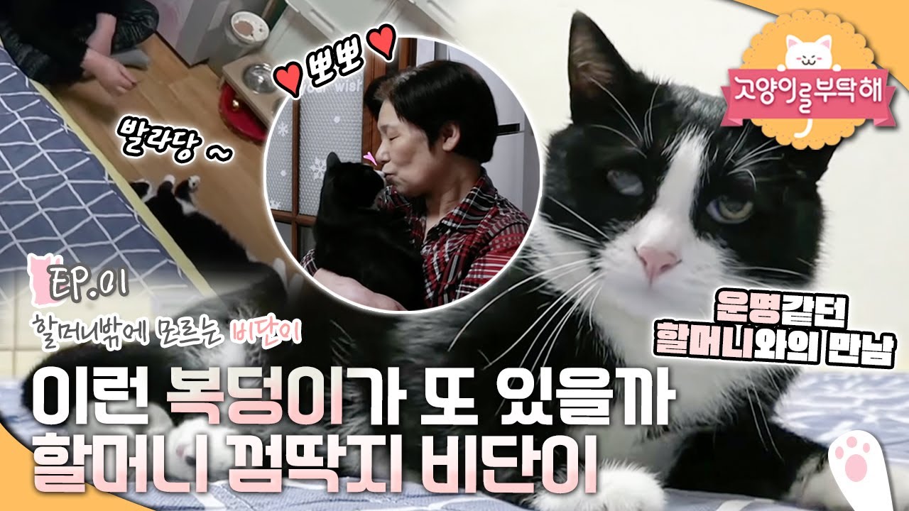 고양이를 부탁해 - 비단이 할머니의 소원_#001