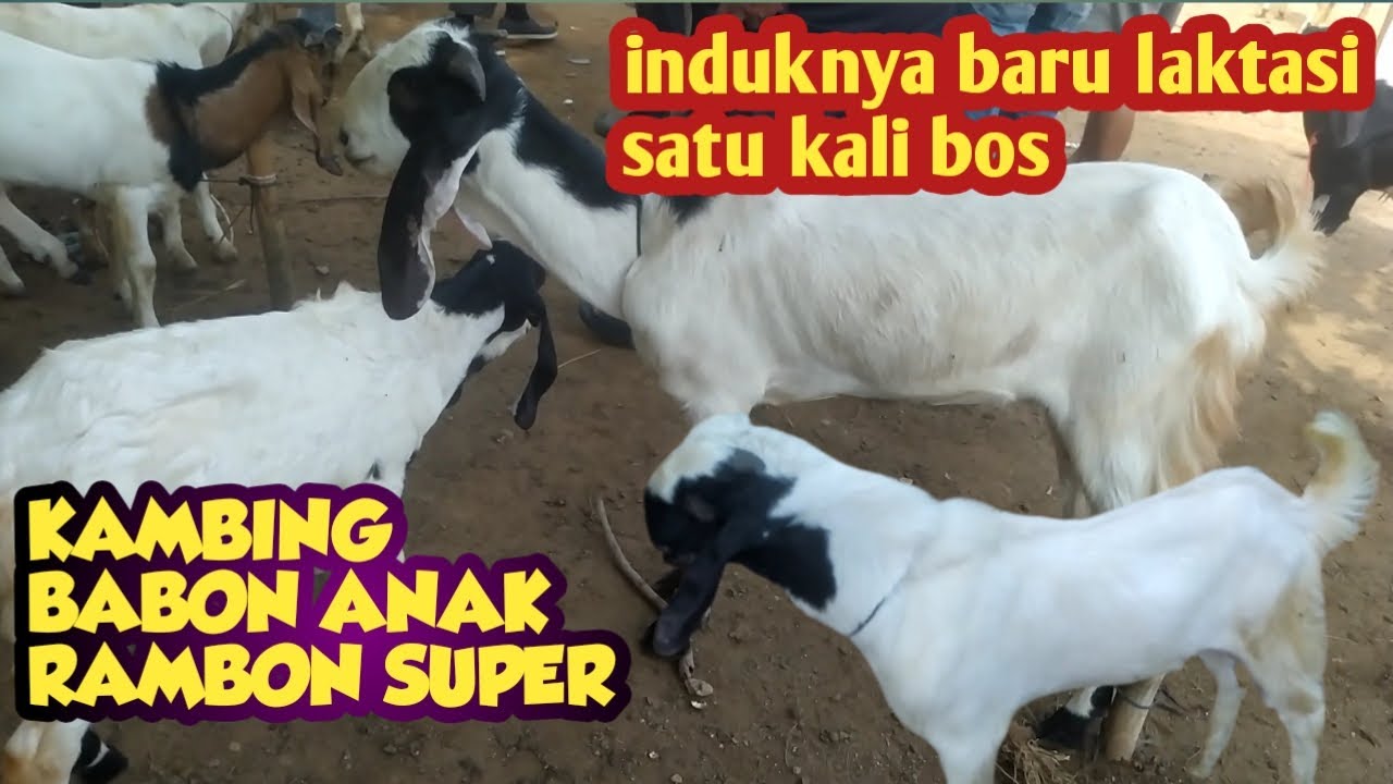 KAMBING BABON ANAK RAMBON SUPER
