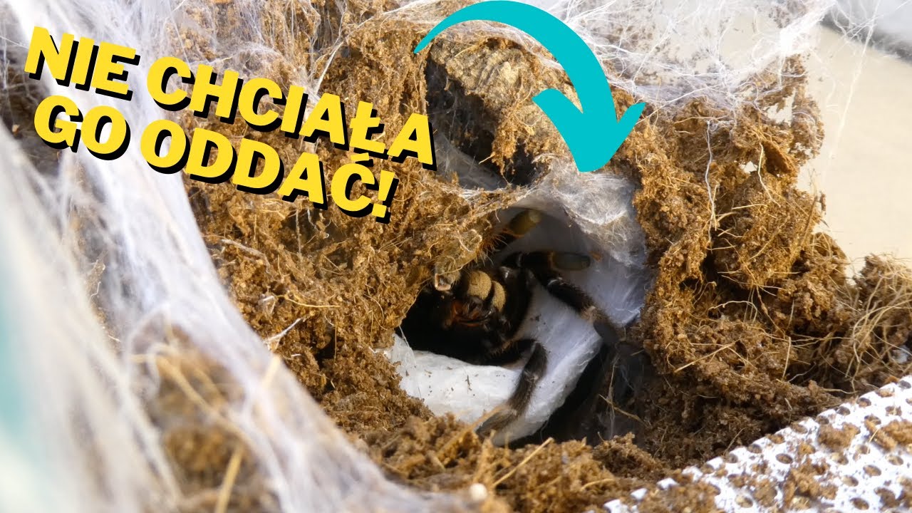 ODBIERAMY DWA MEGA KOKONY AFRYKAŃSKICH BESTII! |ARACHNOHOBBIA|