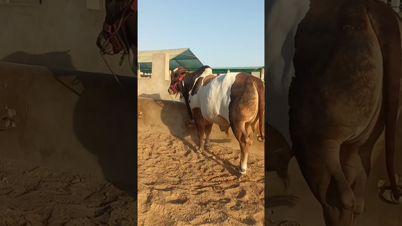 Sakran Cattle Farm 