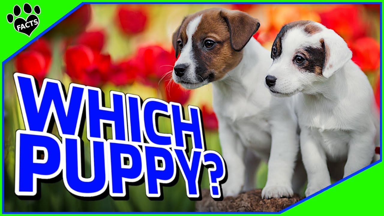 How to Choose a Puppy - How to Pick the Perfect Puppy from the Litter