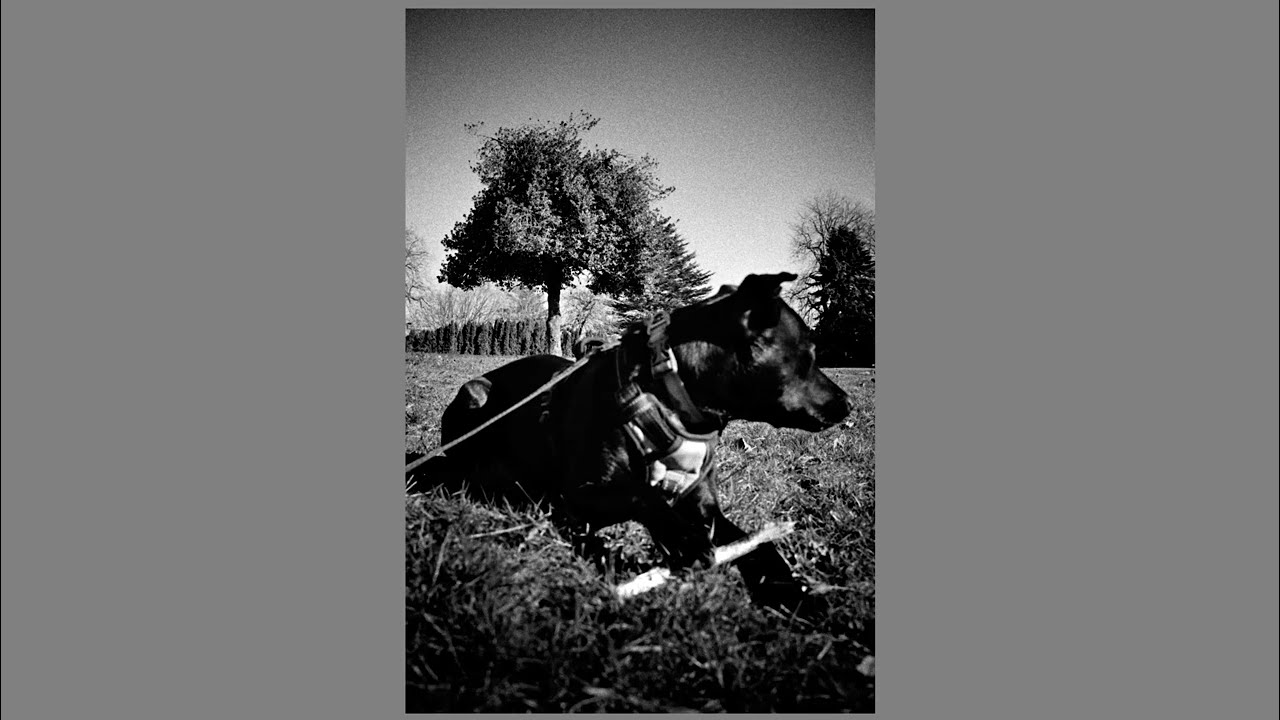 Thank God for HP5+ ... photography for photographers