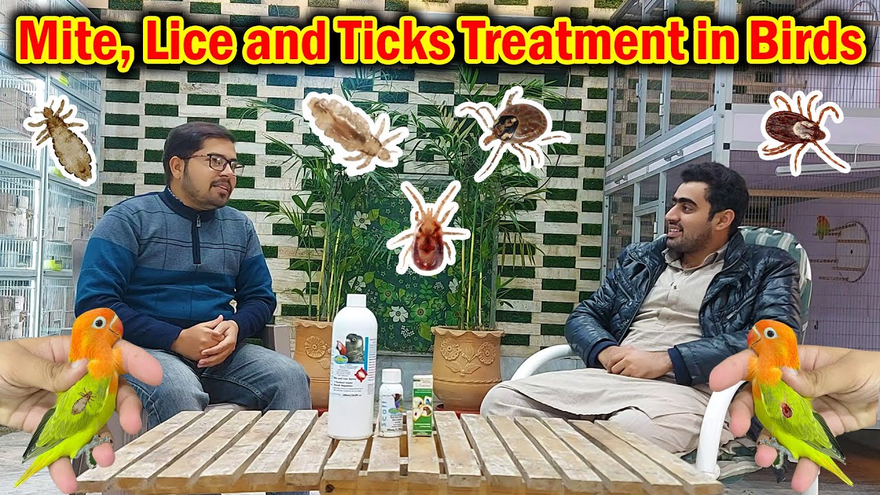 Mites in Birds and Solution | Air Sac Mites Treatment || What Is Scaly Mites Ur Air sac Mites
