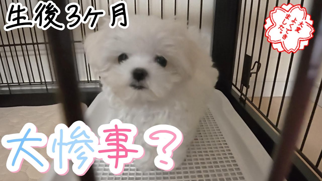 【生後3ヶ月の子犬】大慌て！？マルチーズの食事に密着してみた！