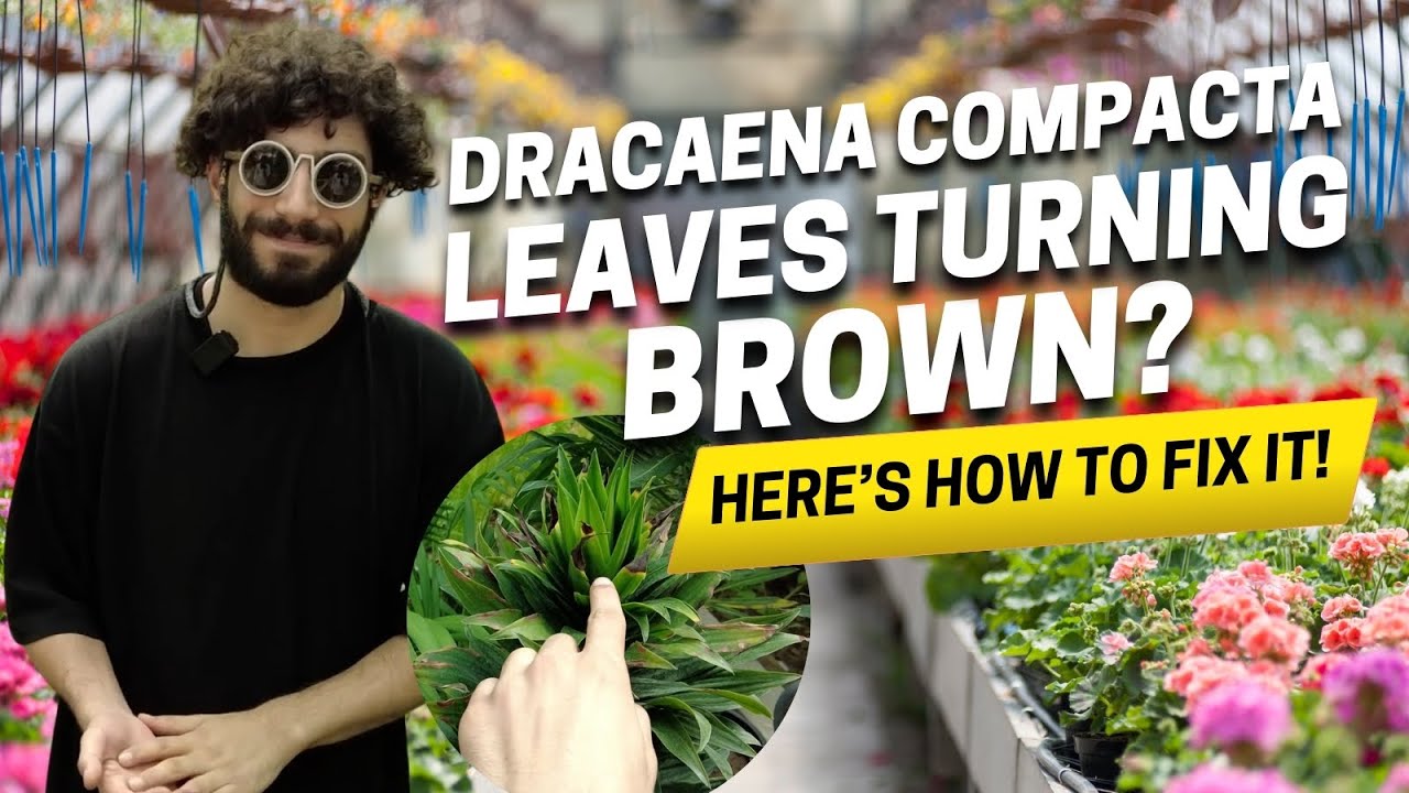 Why Are My Dracaena Compacta Leaves Turning Brown? Discover the Top 5 Reasons!