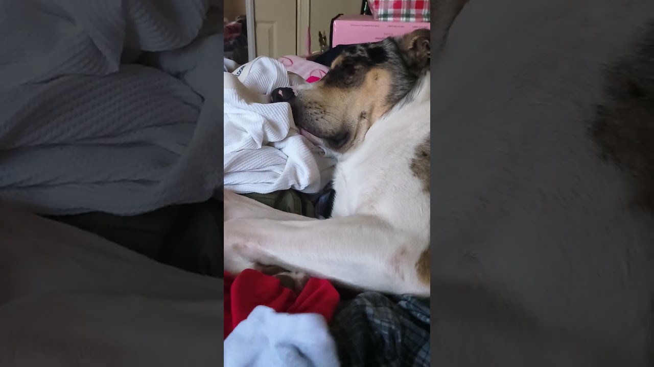 Almost 1 year old dog 