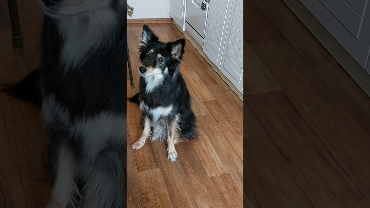 Charming dog