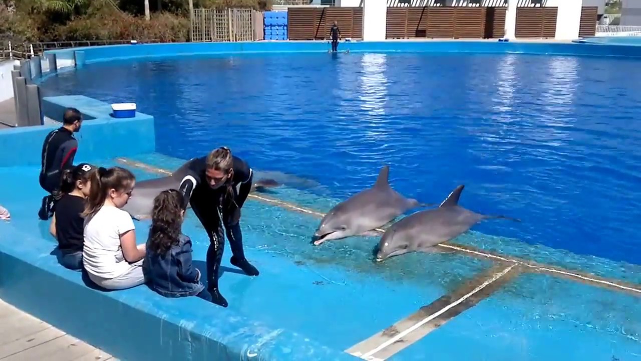 Espectáculo con delfines en el oceanográfico de Valencia