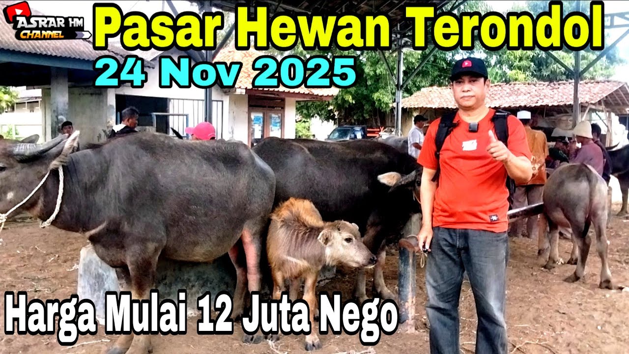 Update Terbaru Harga Kerbau | Ps Hewan Terondol | Kota Serang Banten 24/11/2025