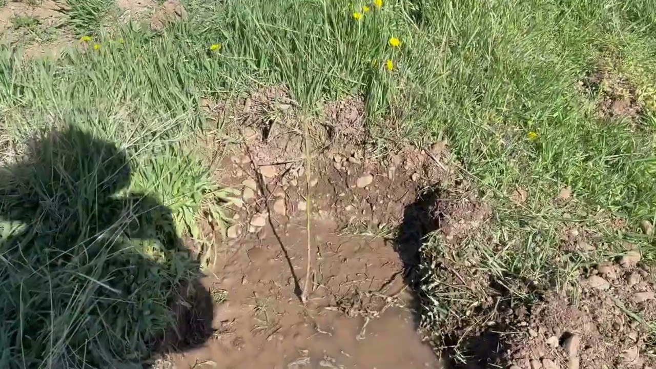 How to plant Gurneys Apple trees and a Contender Peach!#homestead #fruits #planting