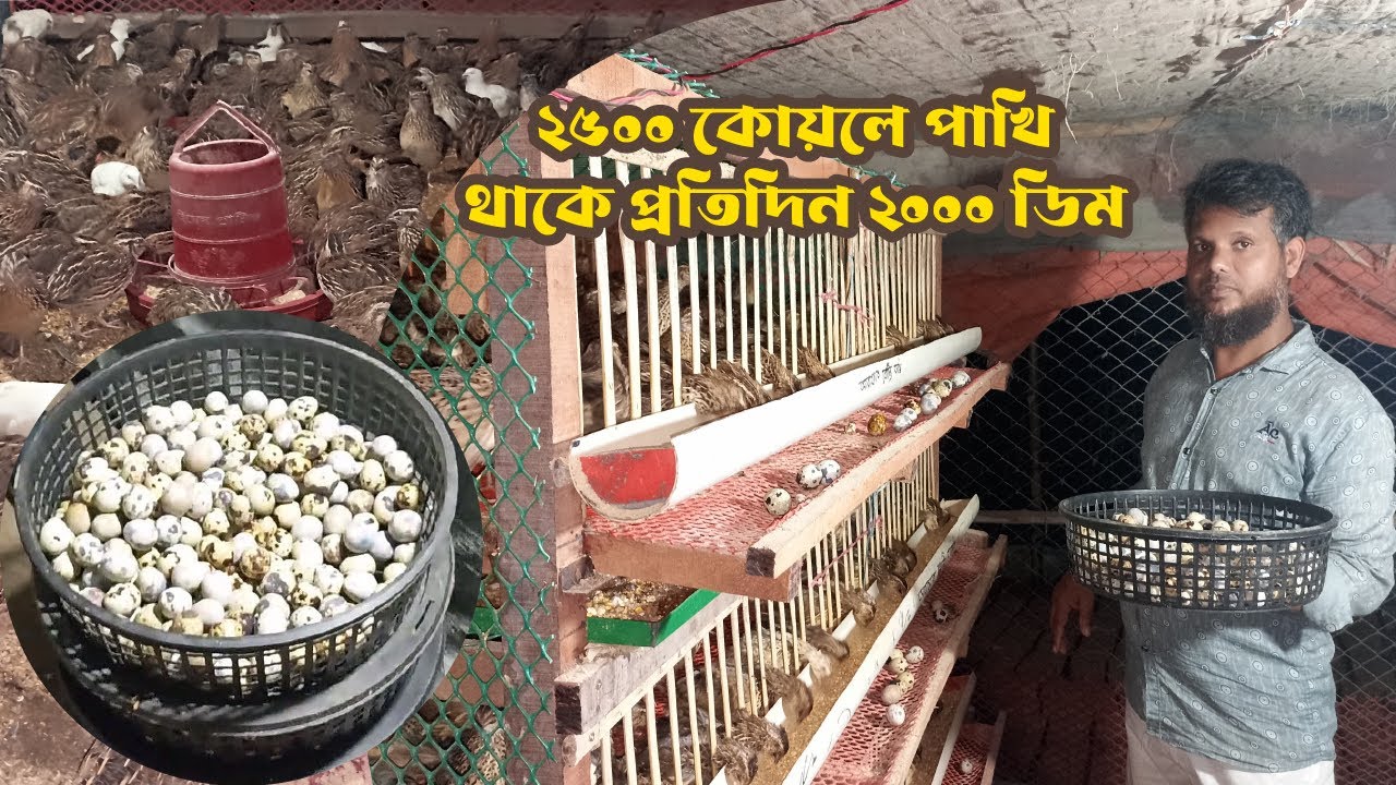 ২৫০০ কোয়েল পাখি থাকে প্রতিদিন ২০০০ ডিম পাচ্ছে আব্দুর রউফ ভাই। Krishi Adda