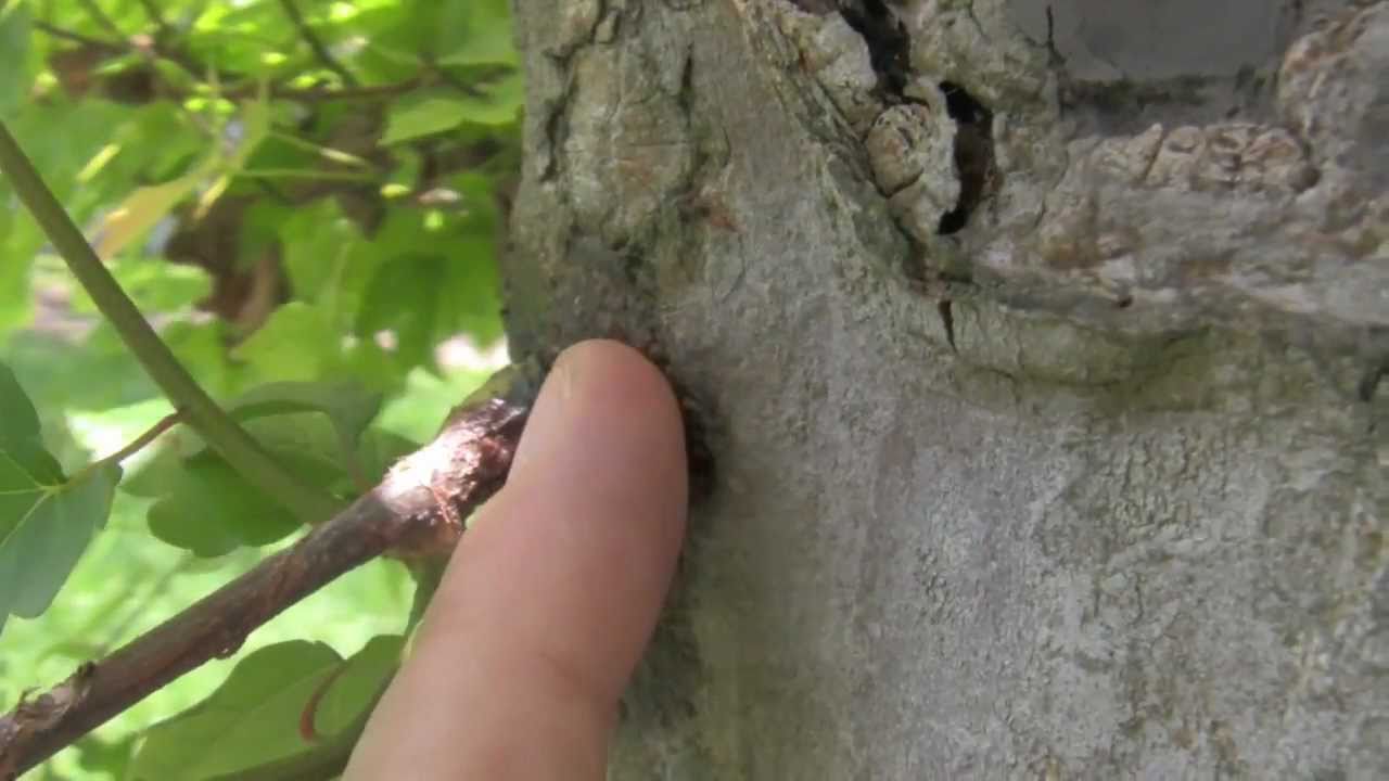 How To Bonsai - Tree Follow Up