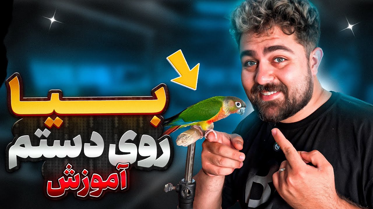 آموزش کامل روی دست آمدن به طوطی || How to teach a parrot to step up