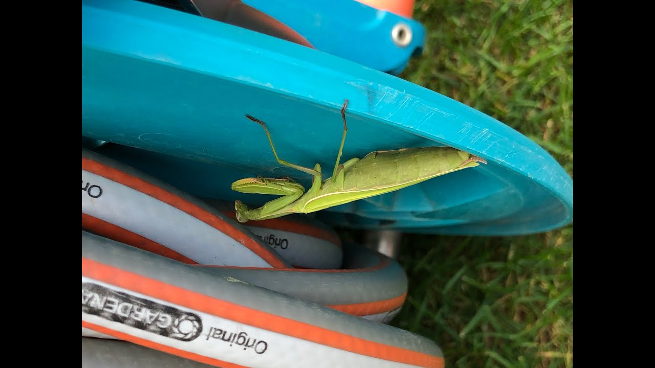 PRAYING MANTIS on my garden hose - NATURE IS BEAUTIFUL! 🐉🍀 I LOVE IT! 😍