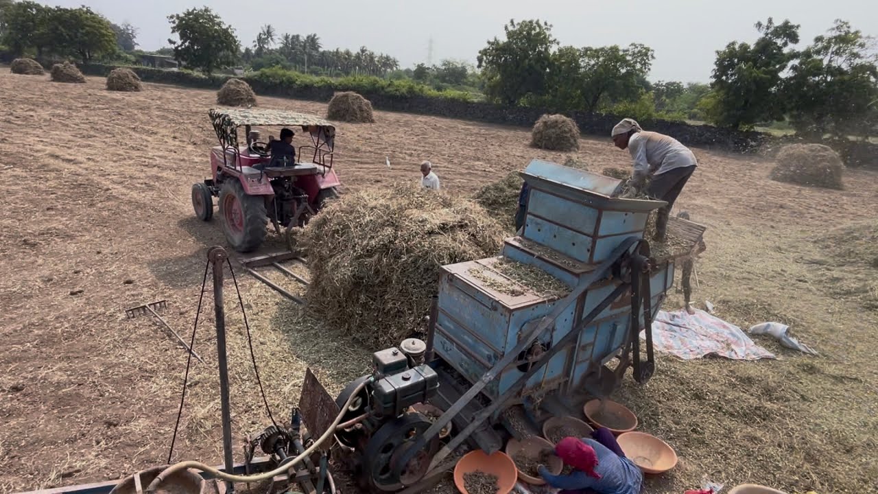 How to harvest ground nuts | #farming #viralvideo #rajkot #gujarat #india #world 