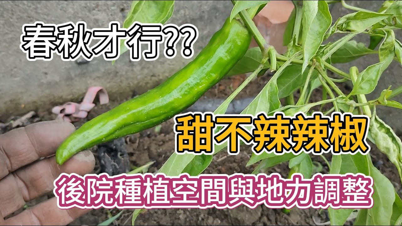 [後院種植] 01_1  年後種植空間除草與地力調整 草木灰生物炭使用良好時機