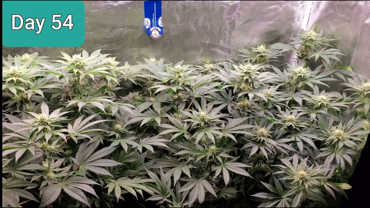 2x4 Grow Tent Mars Hydro SP250 Giant Seedlings day 54 / Day 25 Flower