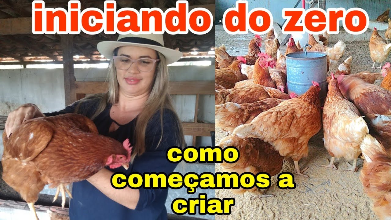 COMO COMECEI CRIAR GALINHAS | O QUE PRECISA PRA INICIAR DO ZERO CRIAR GALINHAS POEDEIRAS: pathy