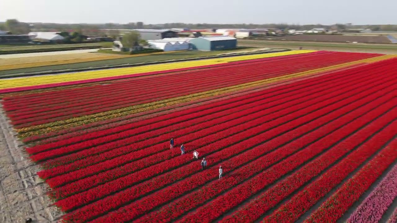 Lisse Tulip fields