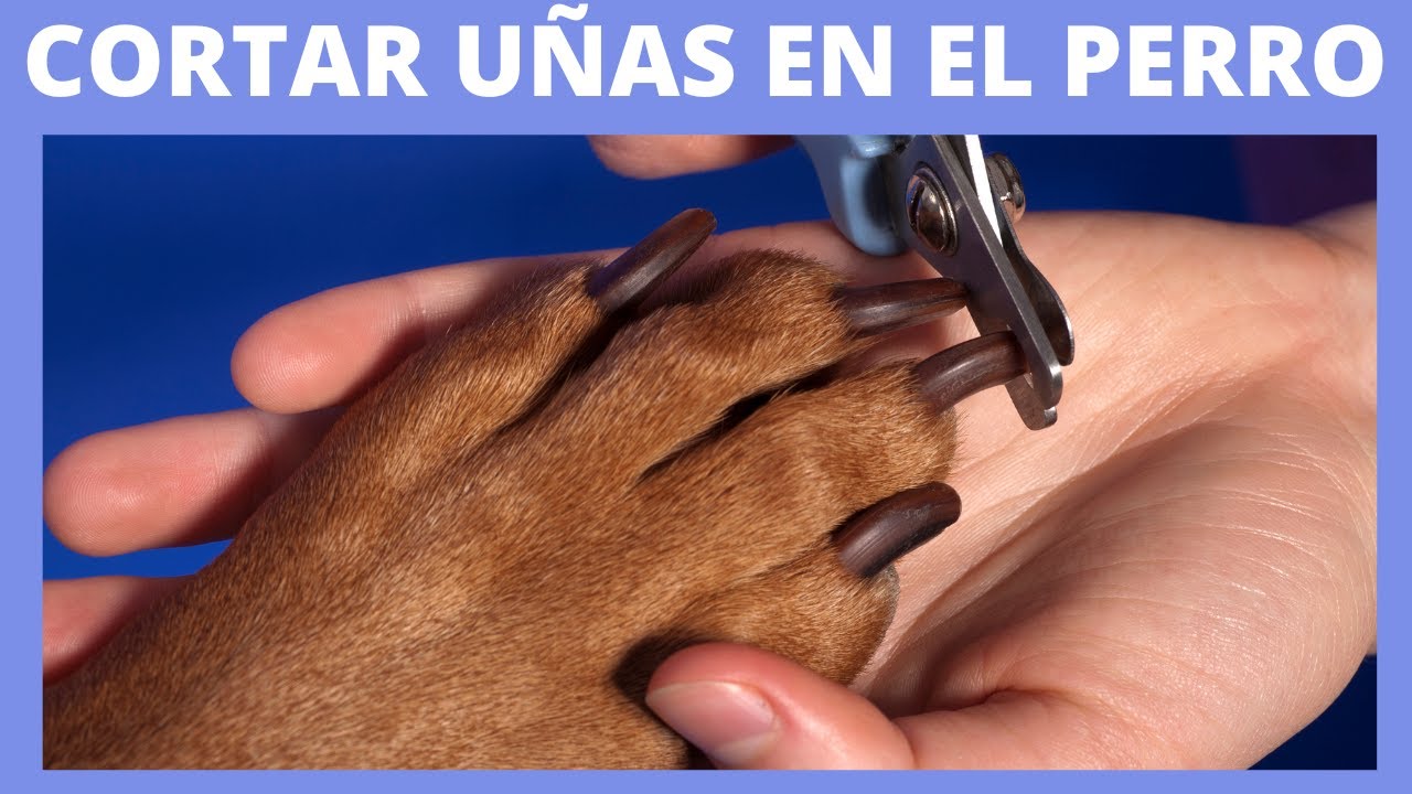 🛑 ¿CÓMO CORTAR LAS UÑAS DE TU PERRO? TIPS MAS IMPORTANTES 🛑