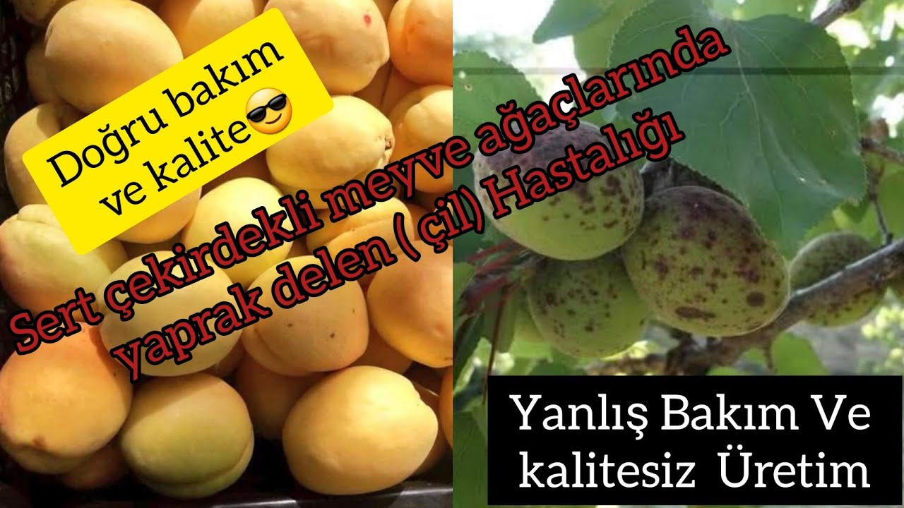 KAYISIDA ÇİL HASTALIĞI Sert Çekirdekli Meyve Ağaçlarında Yaprak Delen Hastalığı(Domur İlacı Zamanı)🍑