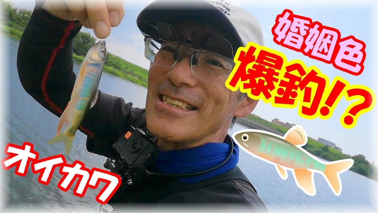【爆釣！オイカワ釣り！】大和川がヤバい！マルキュー九ちゃんでバリバリ婚姻色は今シーズン見納め！？オイカワ番長を連発！