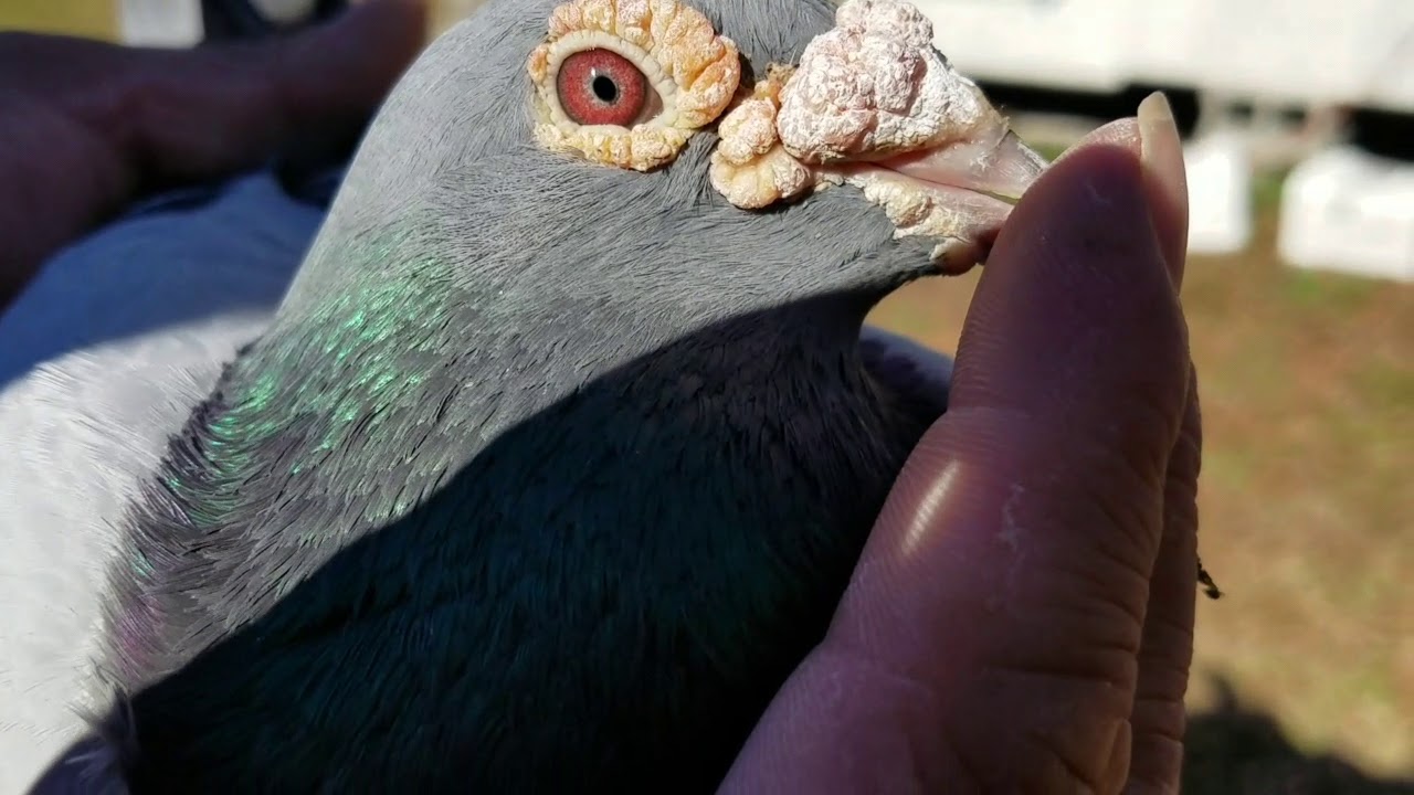 Palomas mensajeras,Haveneth y Devriendts